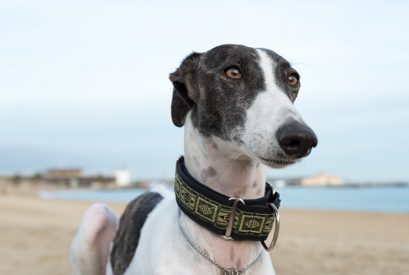sighthound, collar, 