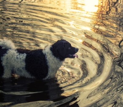 Wetterhoun, Frisian Water Dog, Otterhûn, 