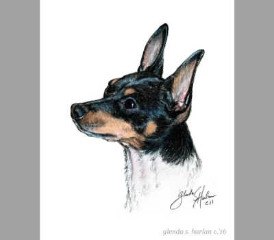 Toy Fox Terrier