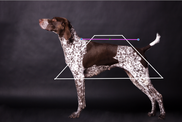 German Shorthaired Pointer, back, topline, structure