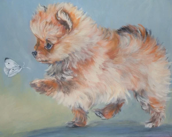 Pomeranian, curl, tail, tail set, snap tail, type,
