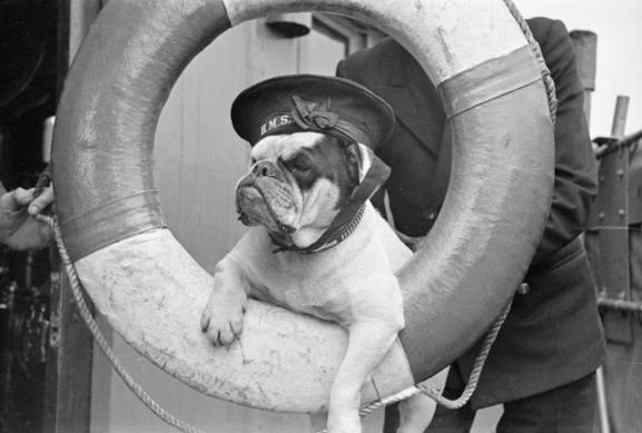 Venus, Bulldog, mascot, HMS Vansittart, 