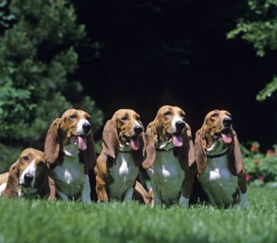 Basset Artésien Normand, Norman Artesian Basset,  Chien d’Artois, Basset d’ Artois, Basset Normand,Napoleon III, Léon Verrier