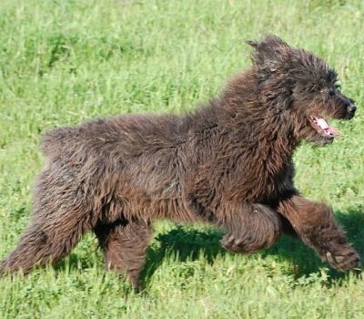 Fonni's Dog, Sardinian Shepherd, Fonnese Dog, Fonni’s Mastiff