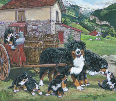 Bernese Mountain Dog,carting, drafting, structure