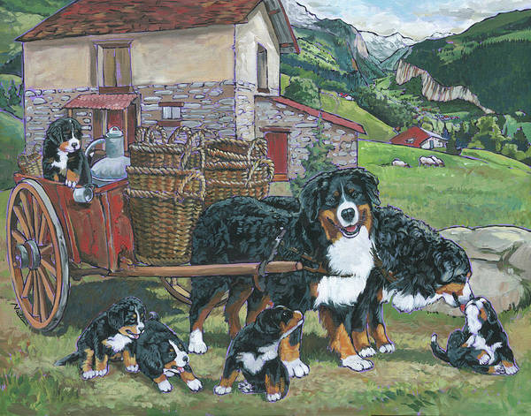 Bernese Mountain Dog,carting, drafting, structure
