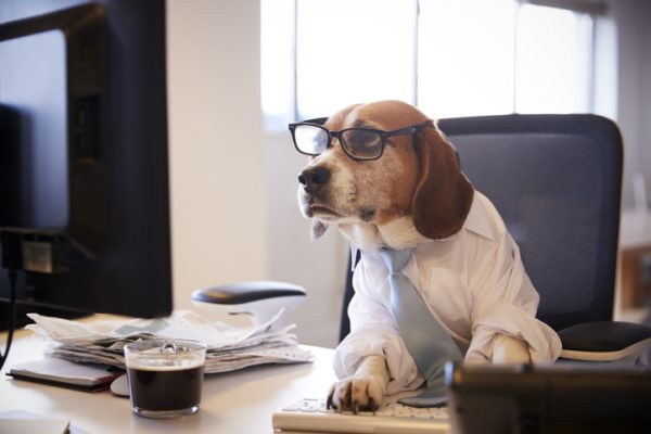 what is a legal beagle?