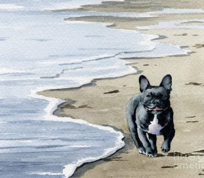 French Bulldog, gait, four-tracking gait