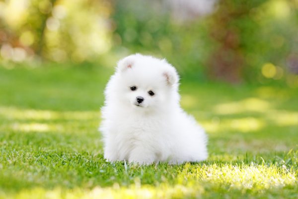 Pomeranian, white, color,