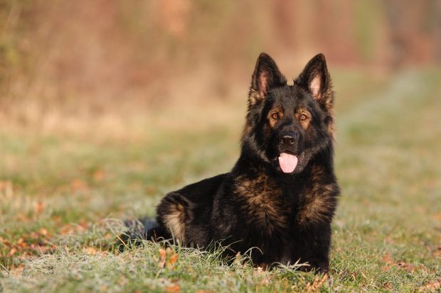 German Shepherd Dog,coat, genetics