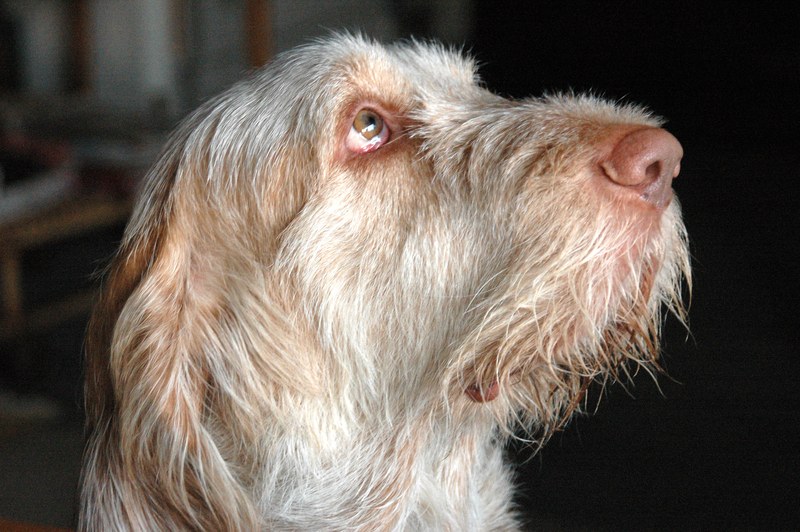 Biewer Terrier, Brussels Griffon, expression, human-like, Spinone Italiano, standard, human