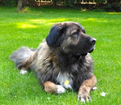 Estrela Mountain Dog, Beagle, green, livery, breed standards