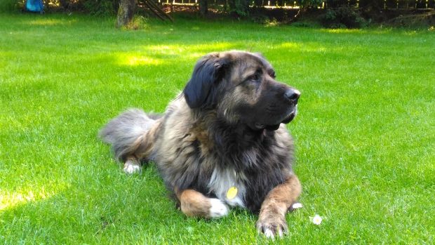 Estrela Mountain Dog, Beagle, green, livery, breed standards