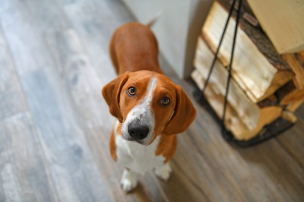 westphalian dachsbracke is a mixed breed