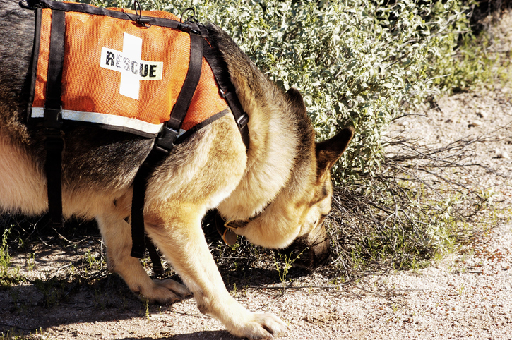 SAR, search and rescue, Human Remains Detection Dogs, cadaver dogs, placenta,