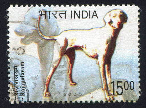 Rajapalayam,sighthound, Polygar Hound,Indian Ghost Dog