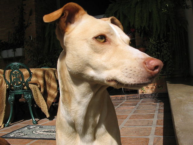 Cão da raça Veadeiro pampeano, Pampas Deerhound, Pampeano Deer-hound,Perro de Presa Cruzado, Pampas Hyena dog,Veadeiro, Cervero, Bianchini