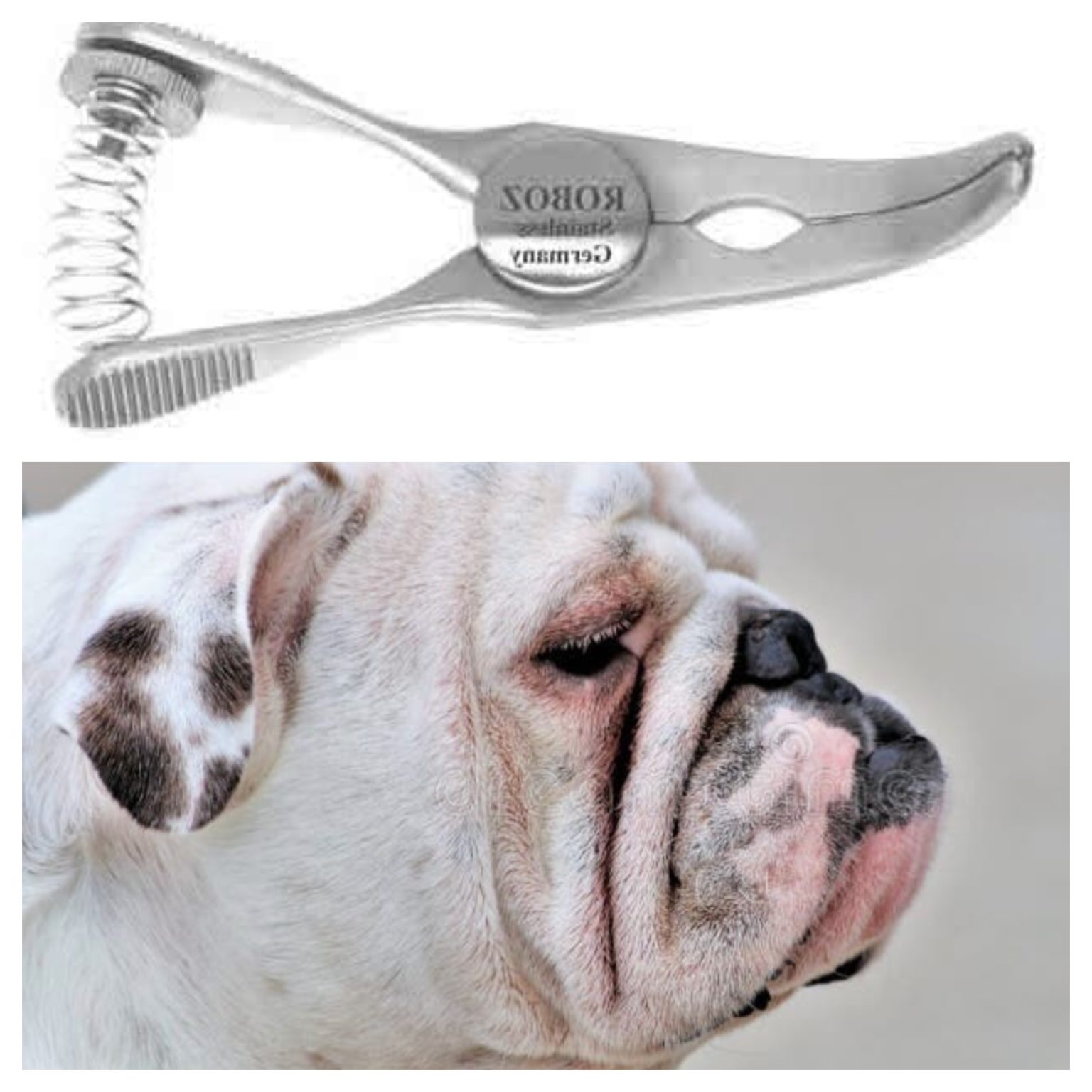 National Purebred Dog Day®