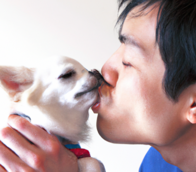 Chihuahua, Momo, Que-Chan, AIFUL Corporation, commercial, ad