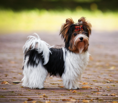 Biewer Terrier,Dr. Paul Jones, Phil Stinard, piebald spotting gene 