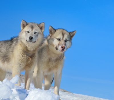 Exquimaux Husky, Esquimaux Dog, Husky,  Canadian Eskimo Dog, Qimmiq, Greenland Dog, Inuit, Northern Inuit Dog, dire wolf,American Eskimo Dog, throat singing, Katatjanik