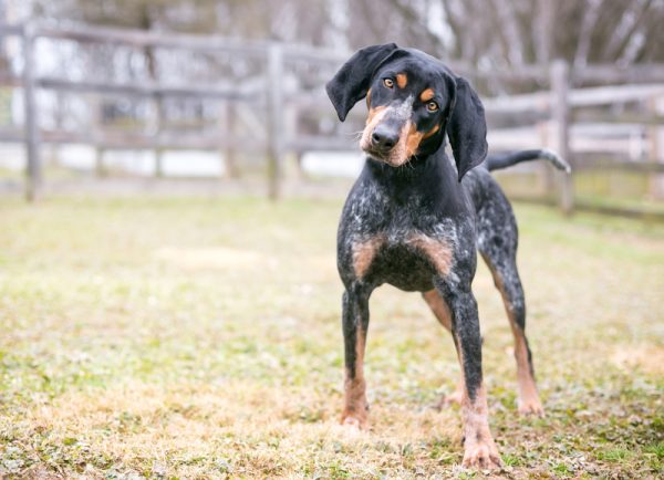 Bluetick Coonhound, moon, tail