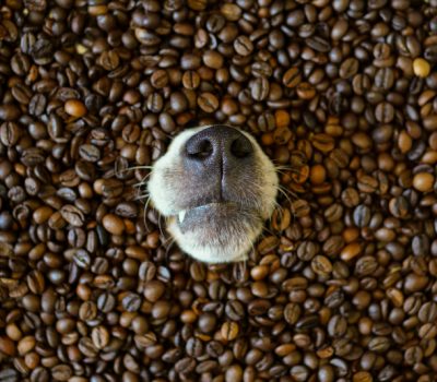 National Coffee Day, coffee, sniffer dog,