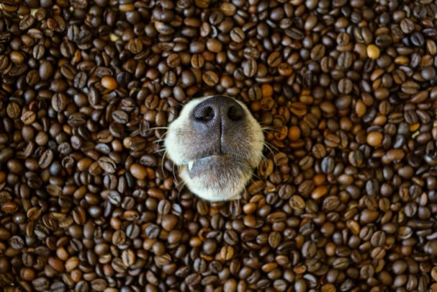 National Coffee Day, coffee, sniffer dog,