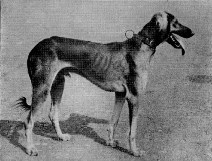 Maratha Greyhound, Maharashtra Dog, Mahratta Greyhound, Bajirao Mastani, Bollywood