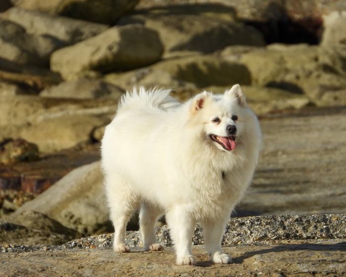American Eskimo Dog, cream biscuit, color, You Be the Judge