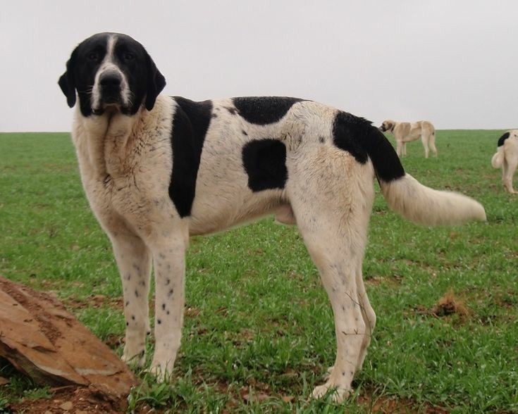 Transmontano Mastiff, Transmontano Cattle Dog, Cão de Gado Transmontano,