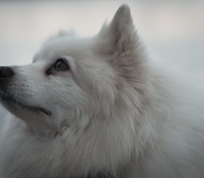 American Eskimo Dog, cream biscuit, color, You Be the Judge