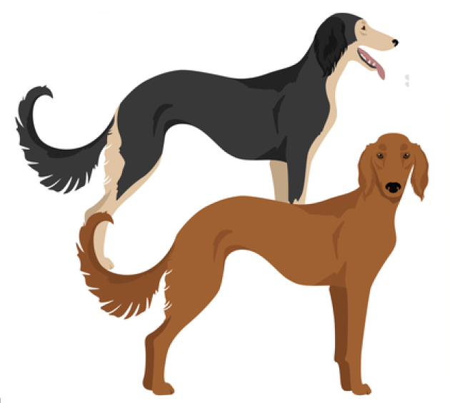 Maratha Greyhound, Maharashtra Dog, Mahratta Greyhound, Bajirao Mastani, Bollywood