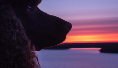 color, Pantene,Sussex Spaniel,Irish Water Spaniel, puce, magenta,purple