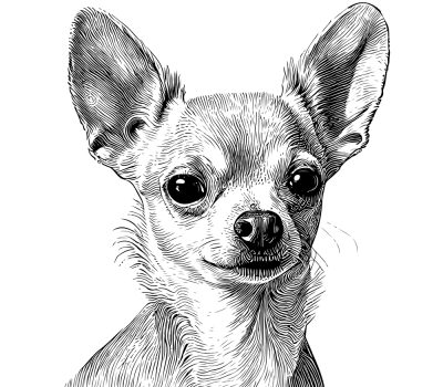 Chihuahua, white, color