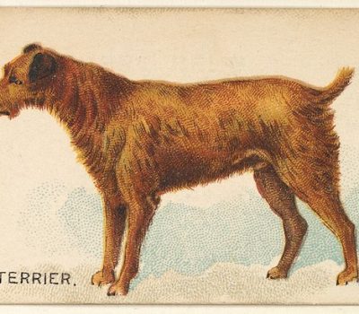 Irish Terrier, George R. Krehl,Vero Shaw, Queen Victoria,