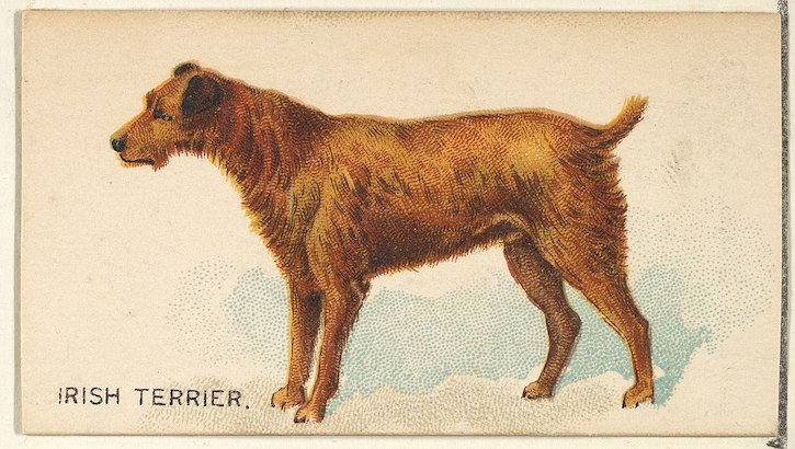 Irish Terrier, George R. Krehl,Vero Shaw, Queen Victoria,