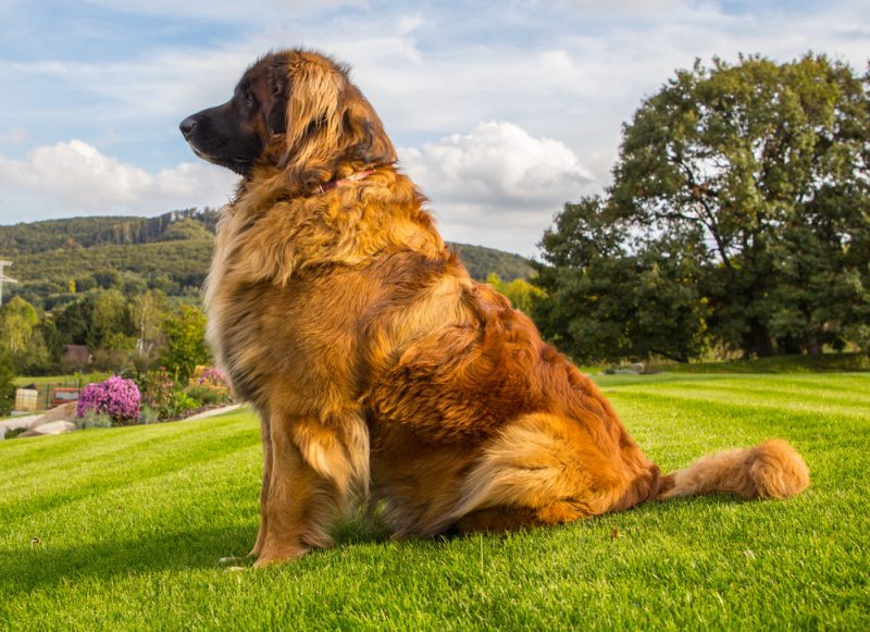 Leonberger, terms, planes, structure