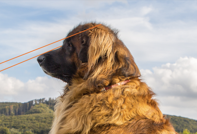 Leonberger, terms, planes, structure