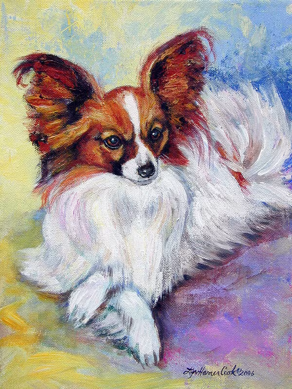 Papillon tuft, grooming,rabbit foot's tuft