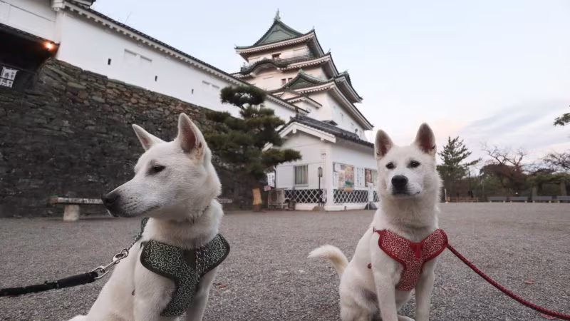 Wakayama Castle Park Zoo., Wakayama Castle, Kishu Ken,Toyotomi Hideyoshi,