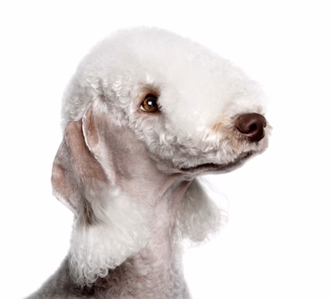 Bedlington Terrier, color