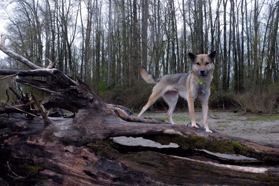 Kishu Ken,New Guinea Singing Dog, Australian Dingo,Honshu wolf, legend,haplotypes