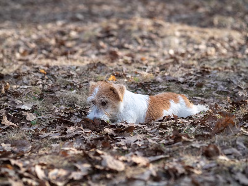 Parson Russell Terrier, Russell Terrier, Jack Russell Terrier, Marco Giallini, Lupa, Wire-haired Jack Russell Terrier, Rocco Schiavone, TV
