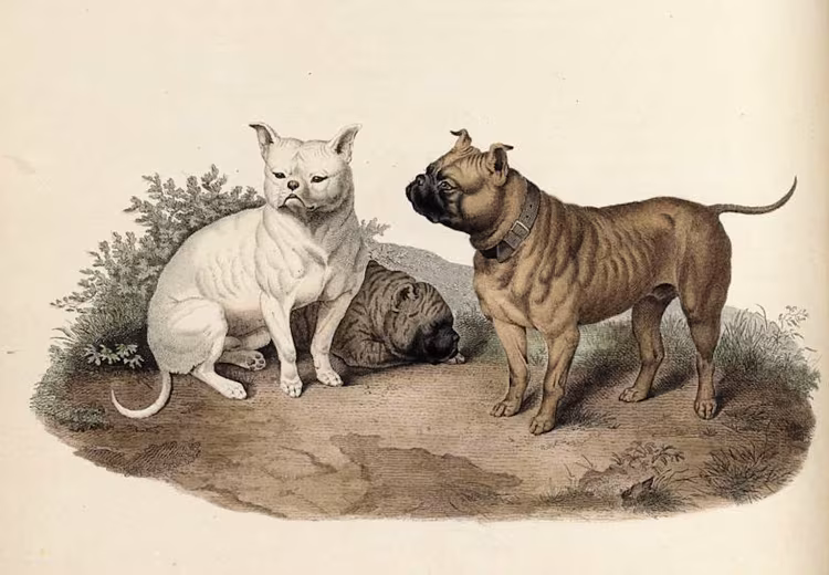 Sydenham Edwards, art, botany, illustration, Mastiff