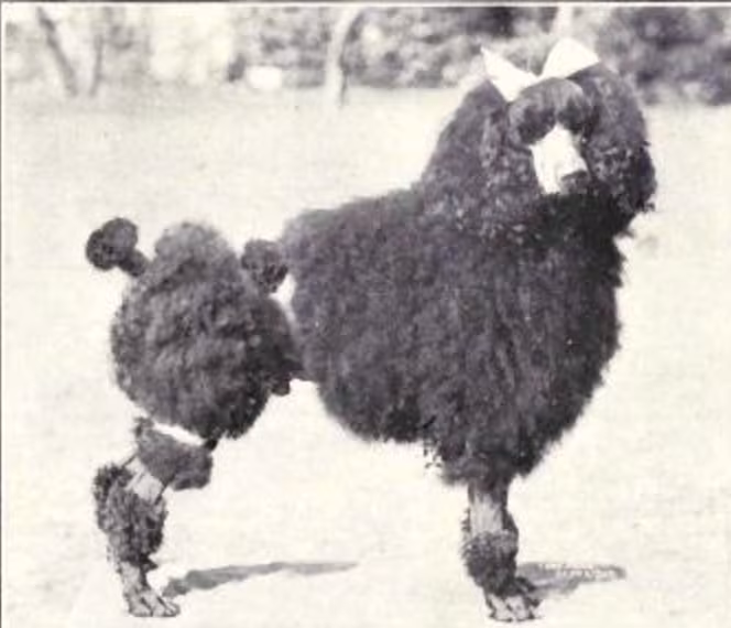 grooming, coat, trimming, Puli,Bichon Frise,Frank Sabella,Zoomer Perm,broccoli cut, bird's nest
