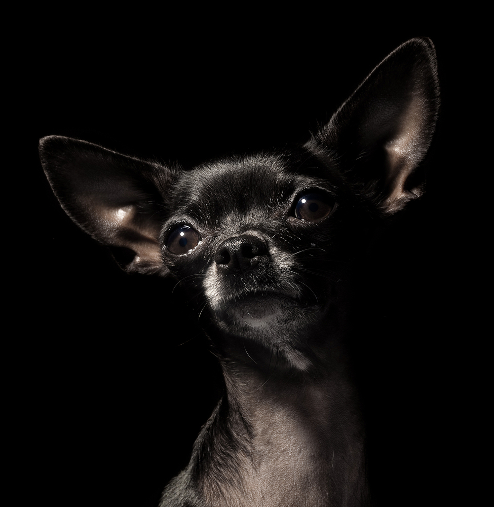 Black,Chihuahua, color