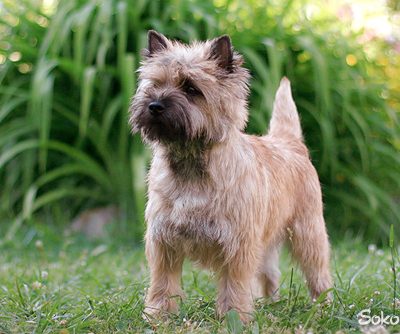 Cairn Terrier, name, left paw