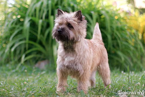 Cairn Terrier, name, left paw