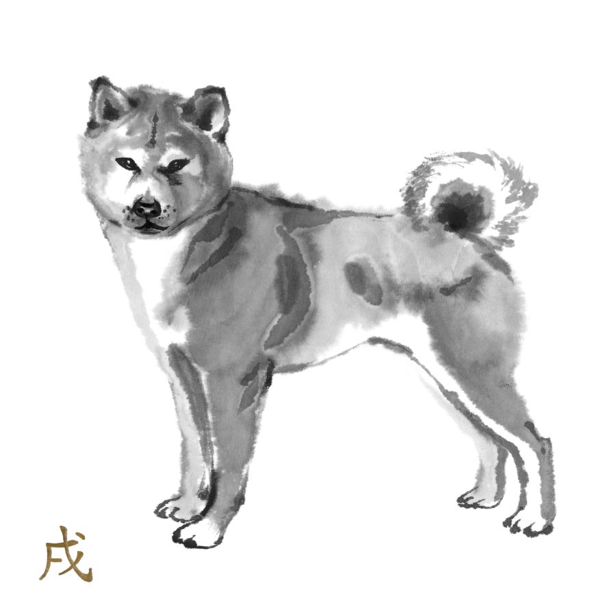 shiba inu barking